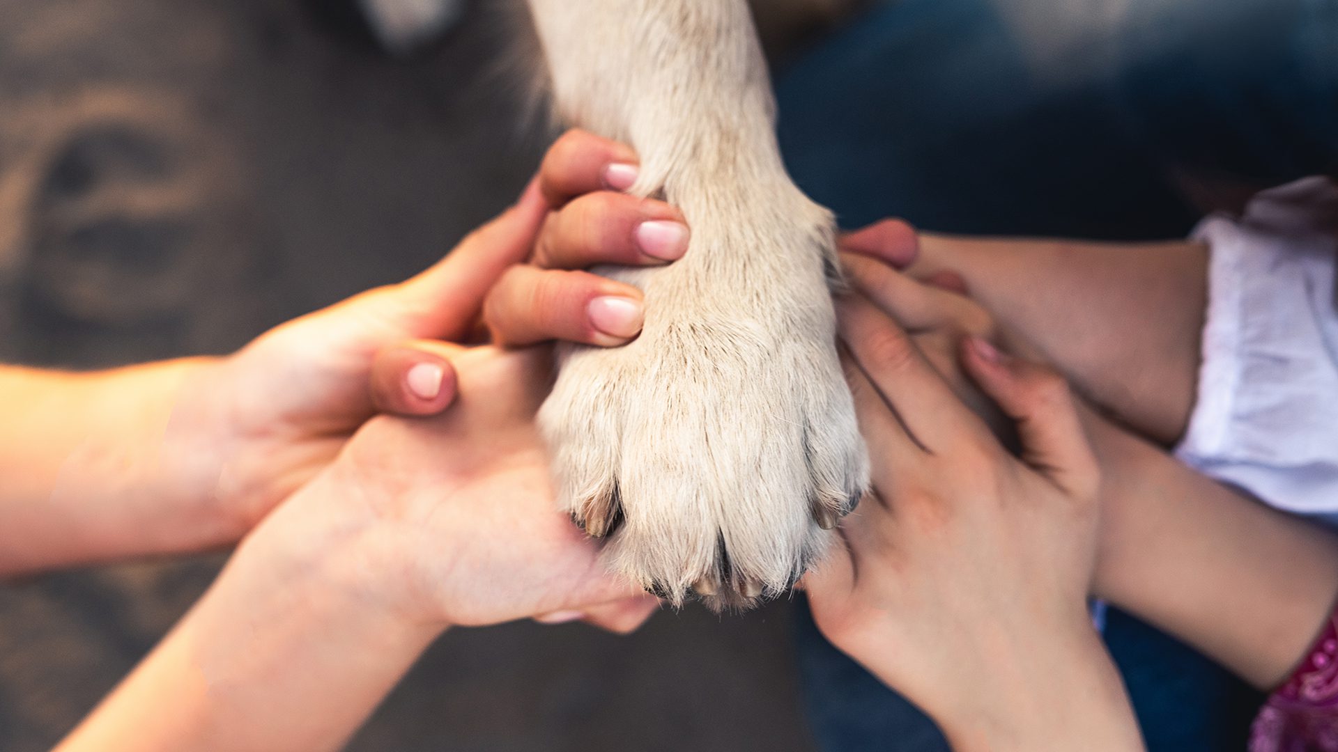 Contato com cães terapeutas estimula produção de hormônios, como a endorfina e adrenalina, importantes para a recuperação dos pacientes